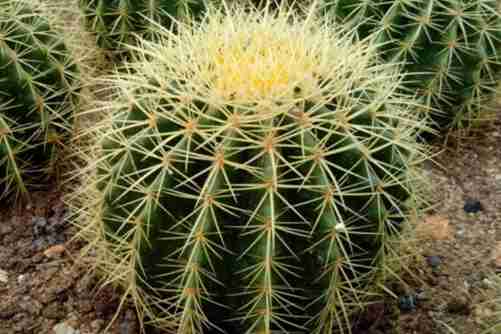 金琥仙人球怎么养？金琥仙人球这样养才不会死