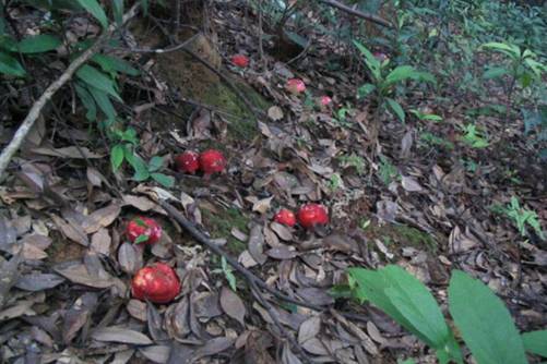 红菇价格多少钱一斤,红菇的功效与作用介绍
