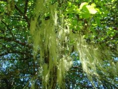 松萝花语及休宁松萝的介绍