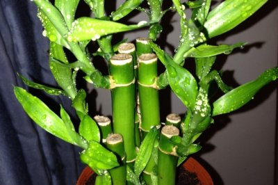 富贵竹怎么水养才旺盛 富贵竹怎么养才能更绿