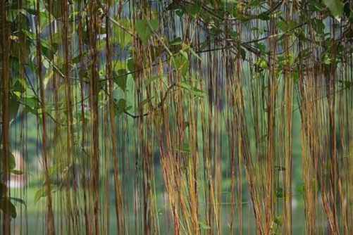 锦屏藤有毒吗？锦屏藤，会呼吸的缦帘