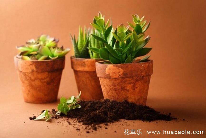 如何判断花草,什么时期该施什么肥 (氮磷钾肥对盆栽花卉起什么作用)