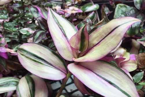 吊竹梅的功效与作用，吊竹梅真是宝 清除甲醛不得了