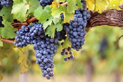 吃葡萄有什么好处？葡萄 爱美女人必吃的水果