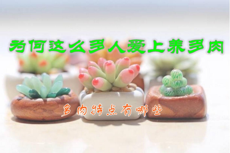 为何这么多人爱上养多肉，多肉特点有哪些
