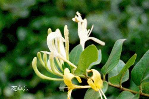 全心全意把爱奉献给你：金银花花语与传说