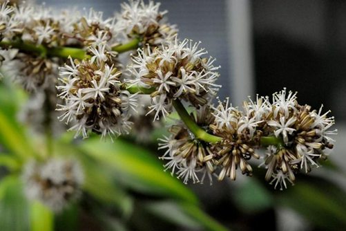 巴西木开花是什么征兆 鲜花盛开芳香扑鼻，迎好运