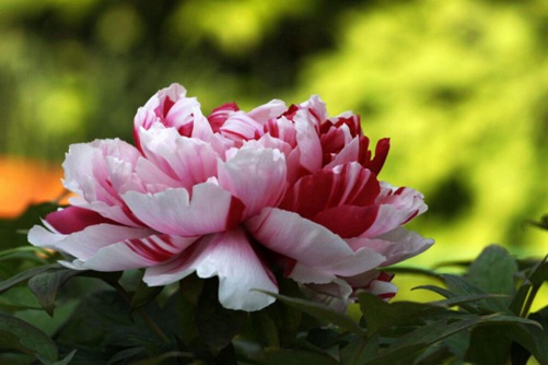 牡丹和芍药的区别  牡丹和芍药风水