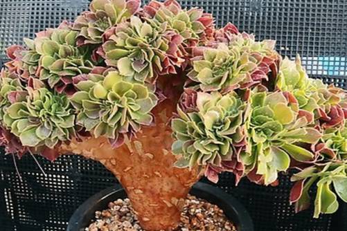 多肉植物叶子掉了还能活吗？叶子留着，见证奇迹的时刻到了