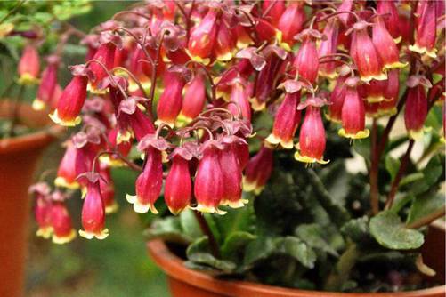 宫灯长寿花的养殖方法 花似小灯笼，红红火火陪你过大年