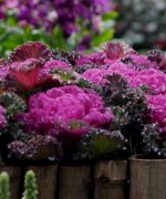 长得像白菜的羽衣甘蓝花语是什么