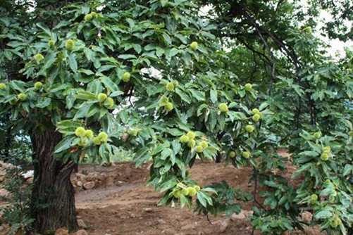 板栗树怎么种植，教你3个小技巧长出又大又好的板栗