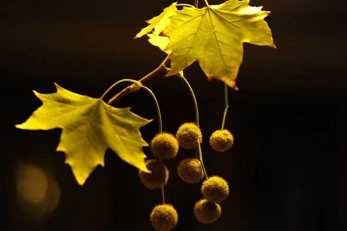 梧桐寓意、梧桐花寓意及梧桐叶寓意，带你走入梧桐树的文化世界