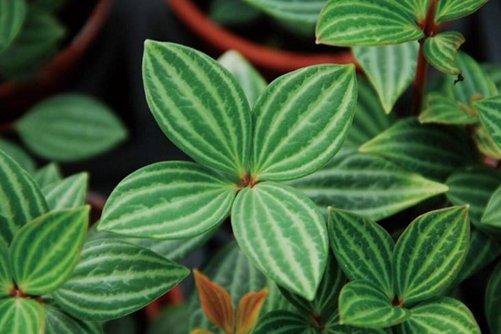 白脉椒草图片，高清白脉椒草图片大全