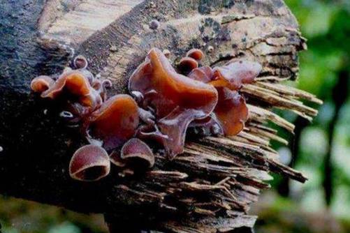 木耳功效与作用介绍，木耳美味但食用禁忌你一定要了解哦