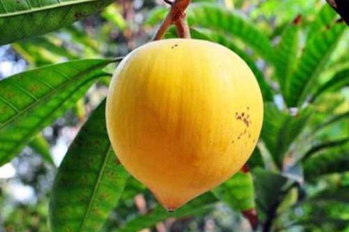 蛋黄果有什么功效？蛋黄果 便秘、肠胃不好的人可以试试