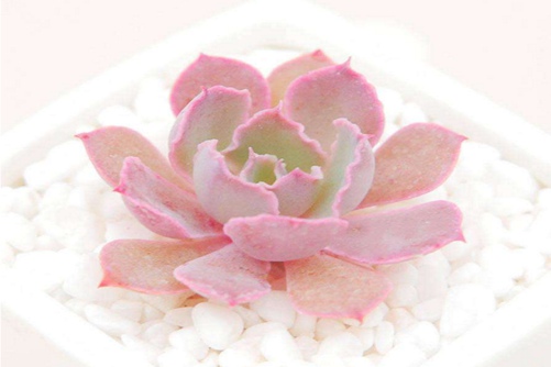红粉佳人多肉怎么养? 这样养红粉佳人多肉轻松爆盆出状态