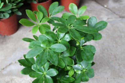 室内可以吸收二手烟的植物有哪些？净化空气去除废气，这些绿植必备！