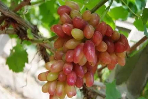 红提子产地在哪里？我国最正宗的红提产哪里你知道吗