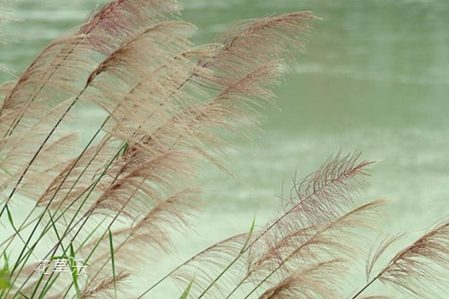 芦苇有哪些作用？滩涂湿地的生命精灵！
