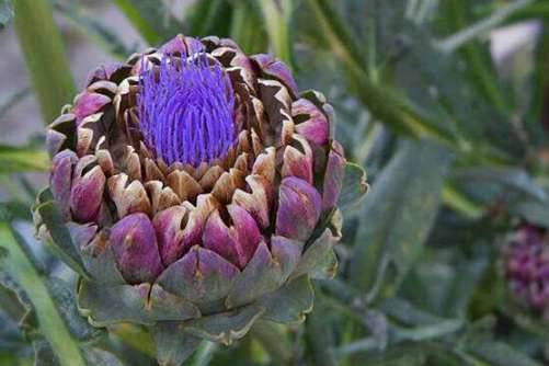 洋蓟做法，蔬菜之王洋蓟，这样做更鲜美