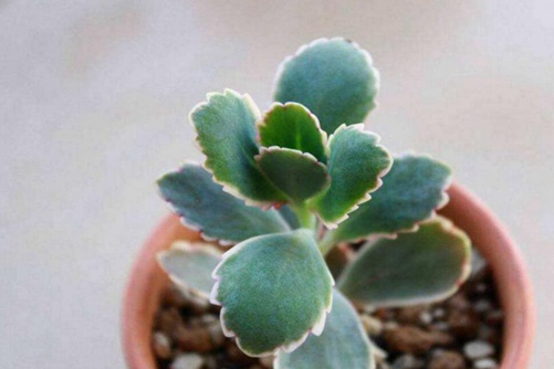 玉吊钟多肉的养殖，其实养护很简单而且容易爆盆