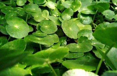 铜钱草怎么养长得好