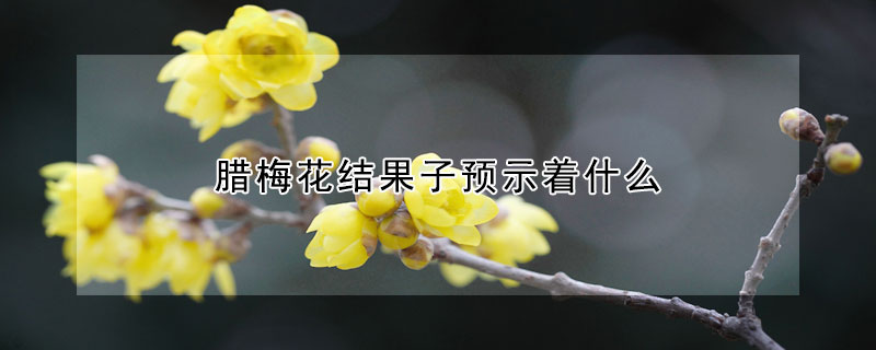 腊梅花结果子预示着什么