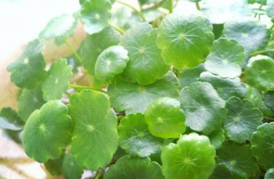 铜钱草养殖方法