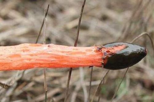 红鬼笔可以食用吗？红鬼笔当然可以吃，药用价值也很高