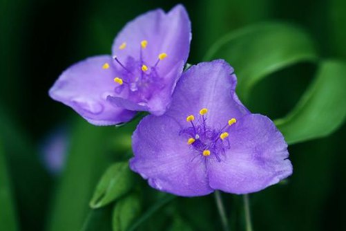 紫露草有毒吗？紫露草开在清晨最美的花