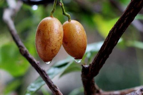 吃黄皮果的注意事项，黄皮果的保存方法