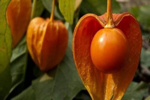 姑娘果的图片 身裹蓑衣体内藏，灯笼外表肉肌黄