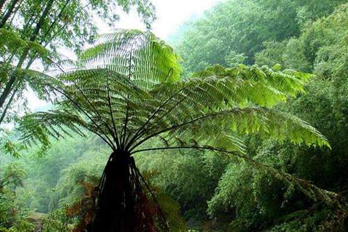 桫椤的功效与作用，桫椤泡酒还可以治病