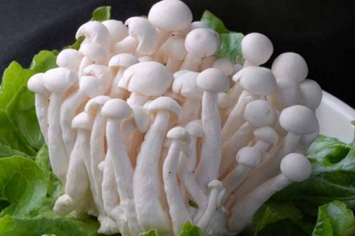 白玉菇价格多少钱一斤？白玉菇价廉物美还能助消化