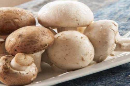 洋菇图片，洋菇就是我 我就是洋菇