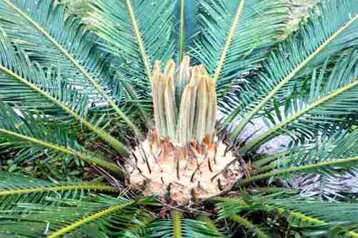 铁树开花图片，这些铁树开花的图片美极了