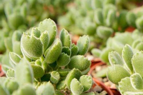 夏天多肉植物掉叶子怎么办？这几种原因注意到了多肉叶片饱满