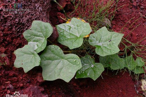 教你慧眼辨别蝙蝠葛，蝙蝠葛的功效介绍