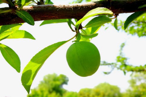 青果功效与作用，产妇、宝宝、哺乳期能吃青果吗