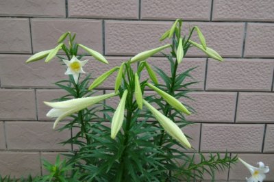 百合花怎么养？