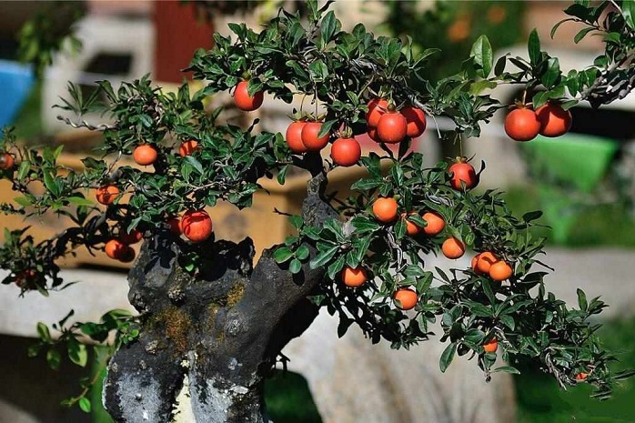 金弹子下山桩怎么栽培，掌握这些步骤轻松玩转下山桩