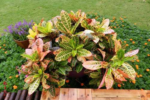 变叶木有毒吗，变叶木有毒还是促癌植物不适合家庭养殖