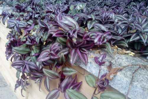 吊竹梅要怎么养才好？吊竹梅这样养才能更漂亮