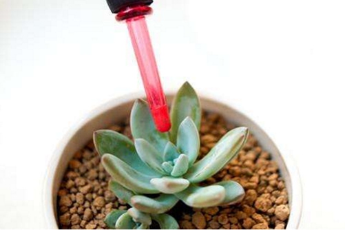 多肉怎么施肥,多肉施肥施什么肥