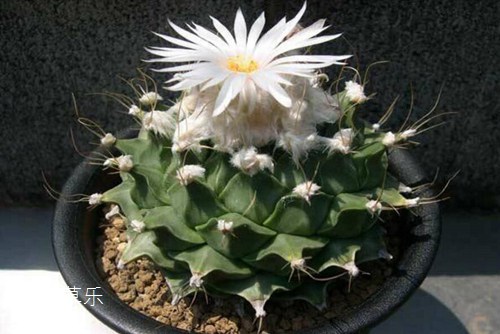 多肉植物怎么养 多肉帝冠篇