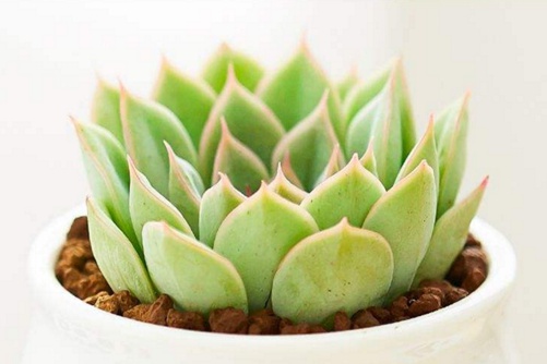 月亮仙子简介,月亮仙子这样养才能仙气十足