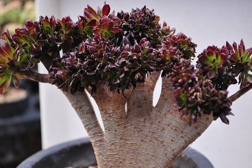 多肉植物怎么长成老桩? 最全多肉老桩养成法!从此老桩不是梦!