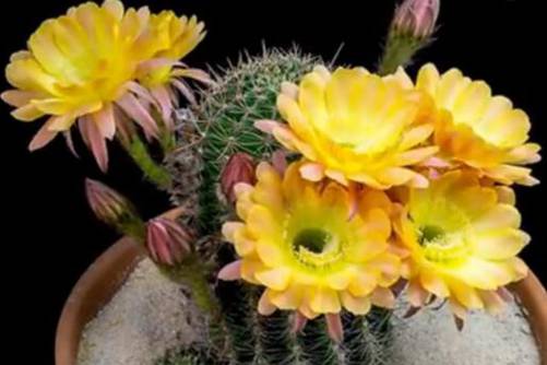 仙人球开花是什么兆头？仙人球开花 花开富贵