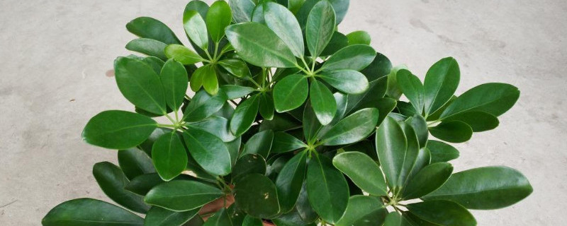 鸭脚木花语是什么